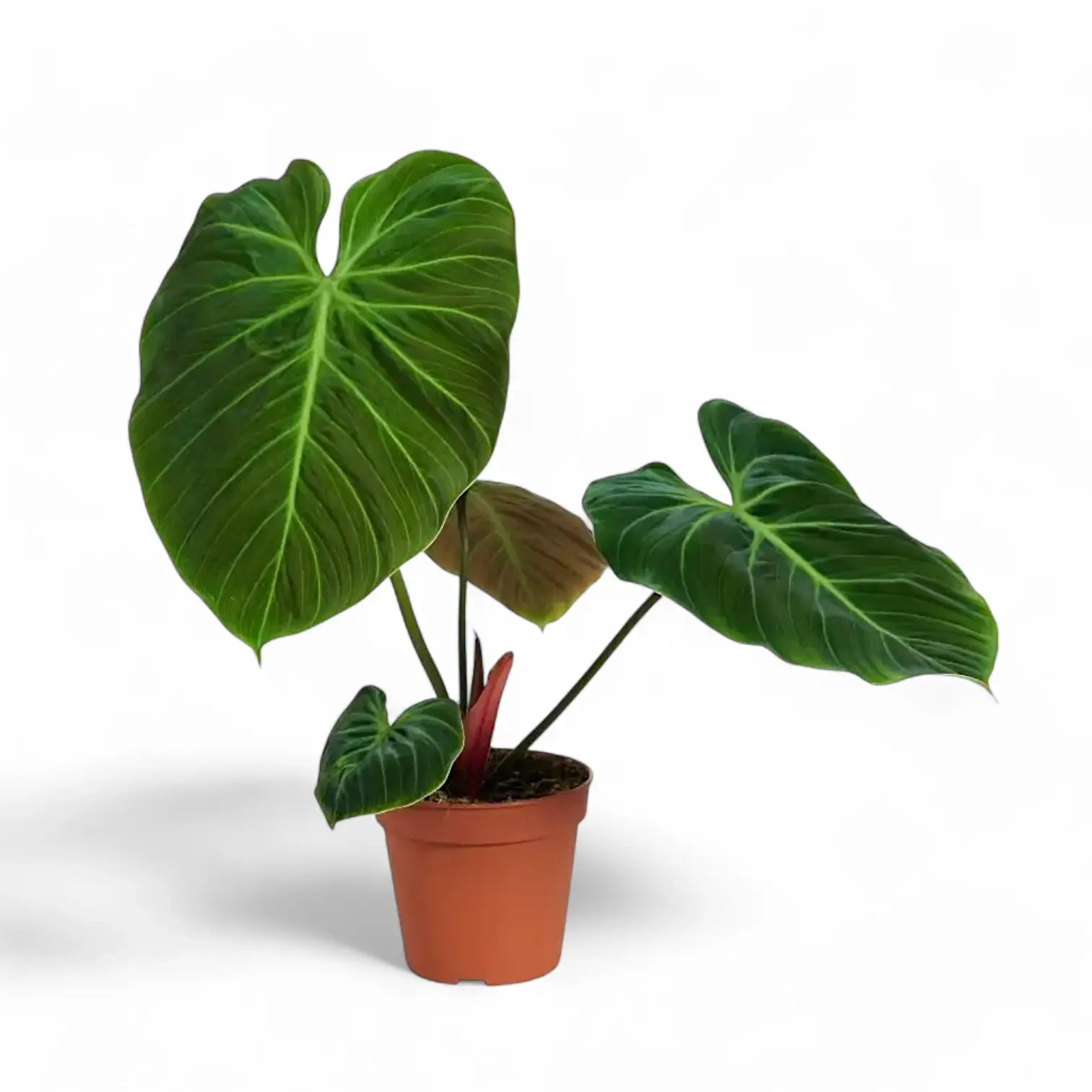 Philodendron 'El Choco red' (Philodendron rubrijuvenile) potted plant in nursery pot on white background.