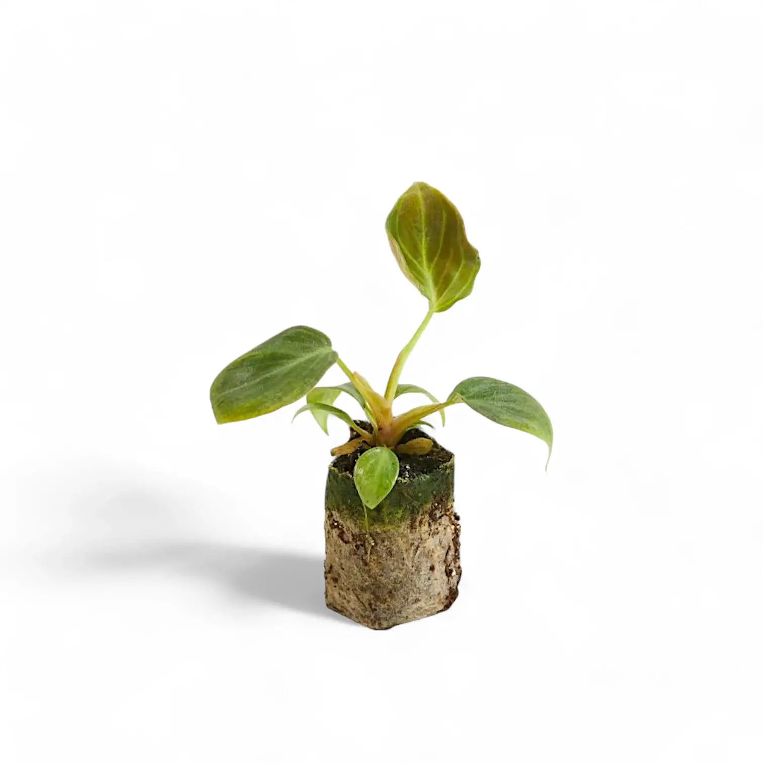 Philodendron 'El Choco red' (Philodendron rubrijuvenile) potted plant in nursery pot on white background.