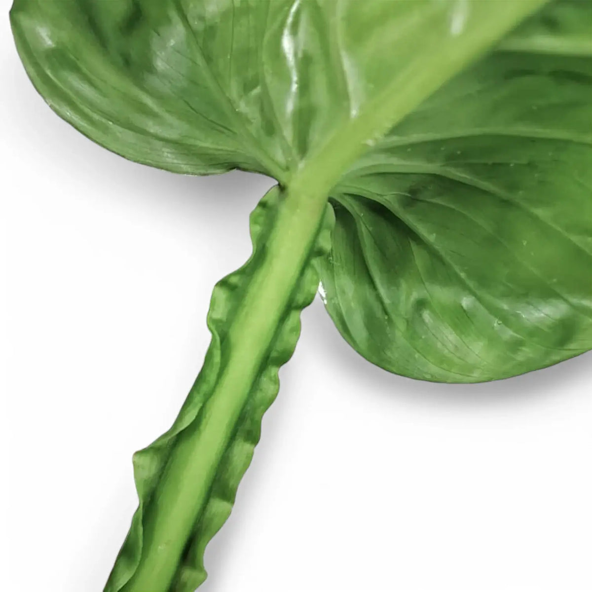 philodendron ernestii mature Philodendron ernestii – Strongly Textured Climbing Aroid