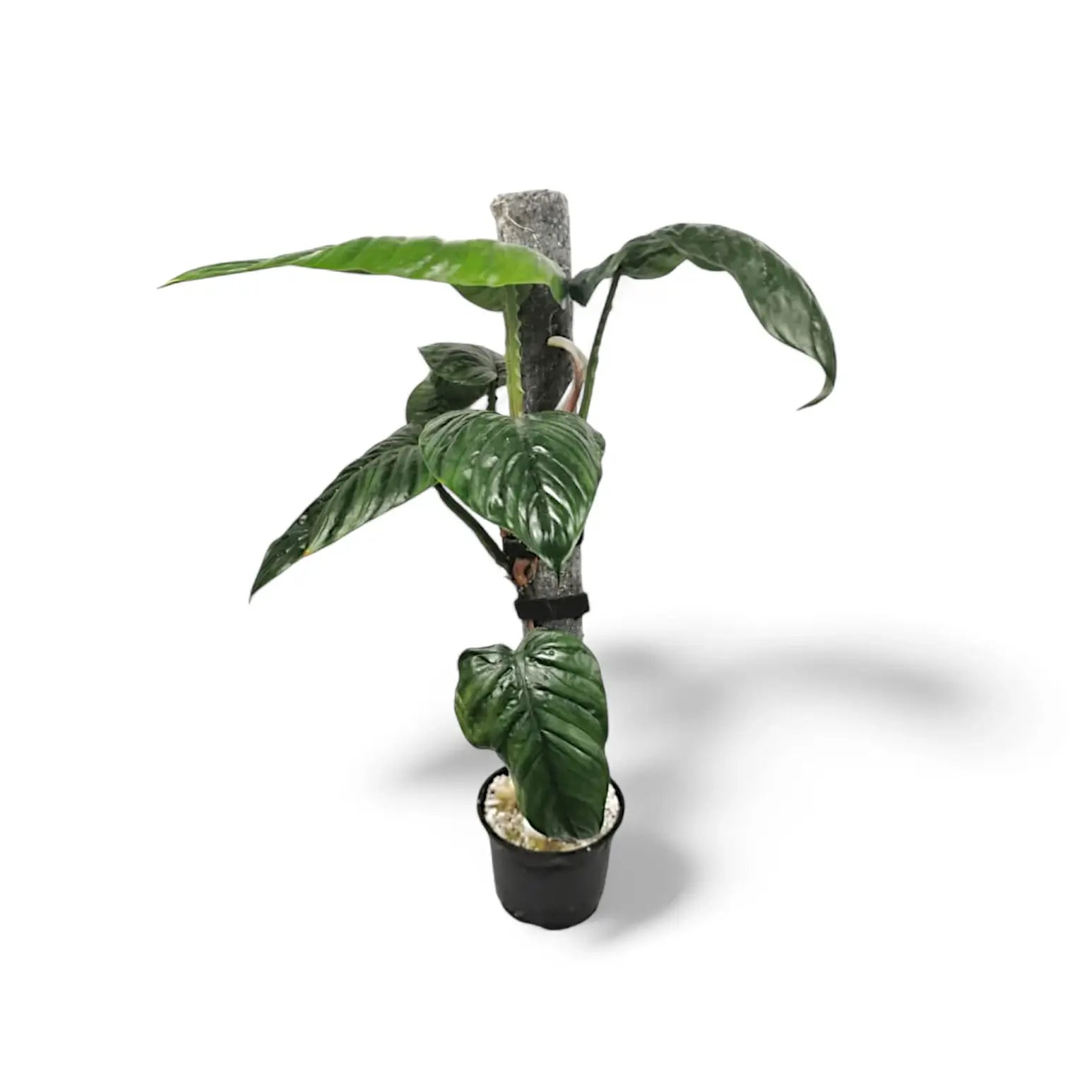Philodendron ernestii potted plant in nursery pot on white background.