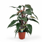 Philodendron erubescens 'New Red' potted plant in nursery pot on white background.