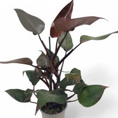 Philodendron erubescens 'New Red' potted plant in nursery pot on white background.