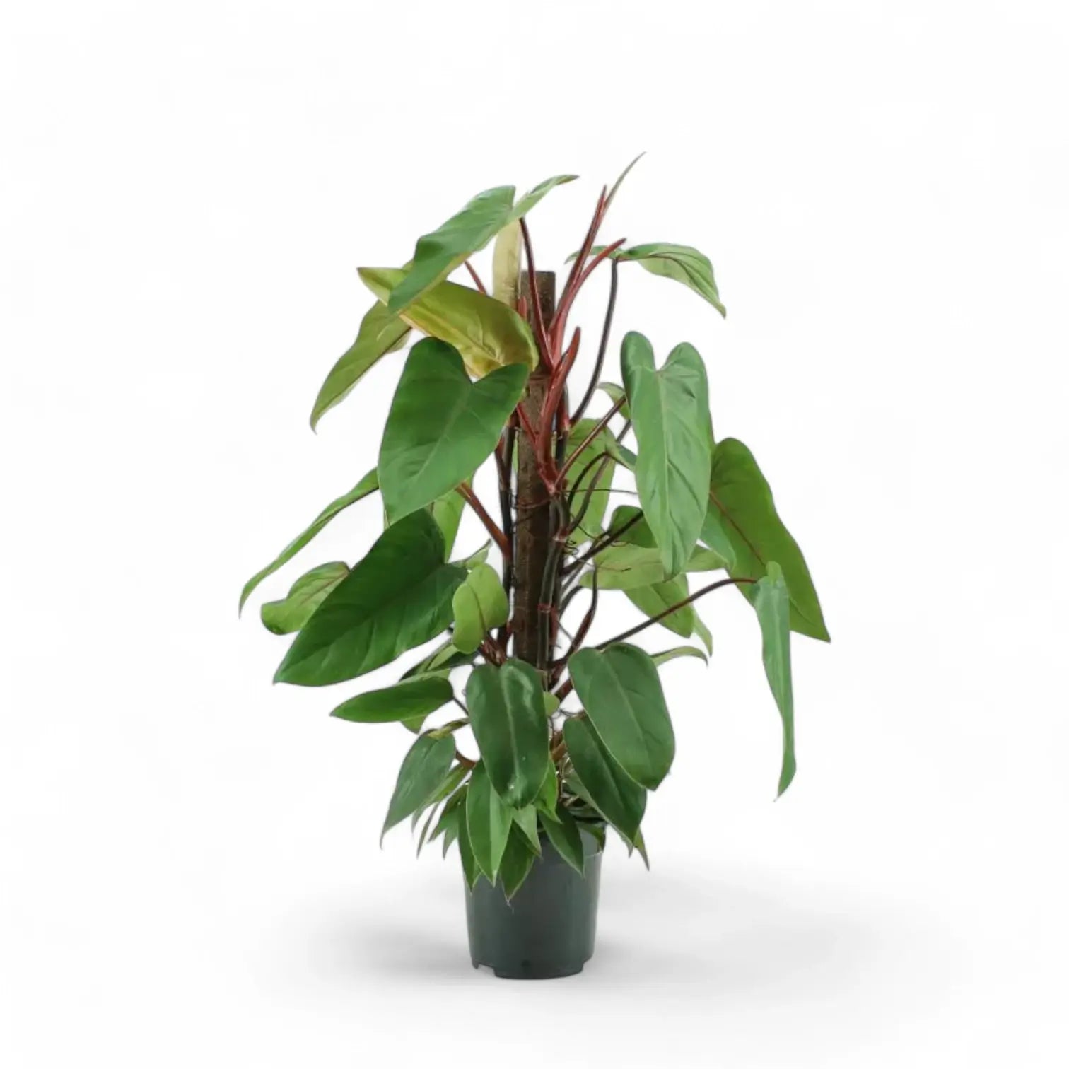 Philodendron erubescens 'Red Emerald' potted plant in nursery pot on white background.