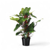 Philodendron erubescens 'Red Emerald' potted plant in nursery pot on white background.