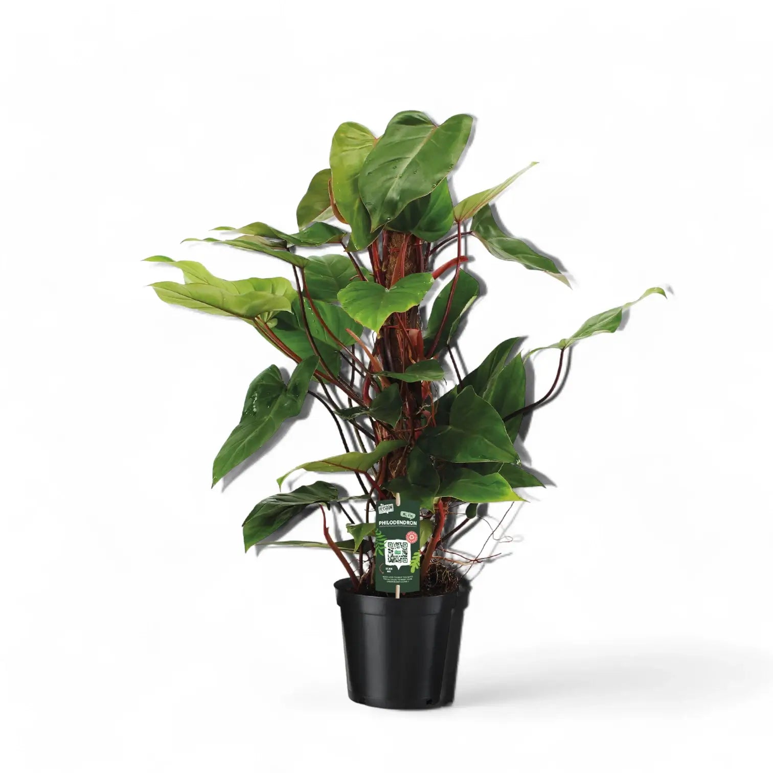 Philodendron erubescens 'Red Emerald' potted plant in nursery pot on white background.