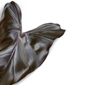 Philodendron erubescens x 'Dark Lord' – Blattdetail vor weißem Hintergrund..