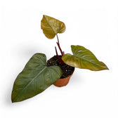 Philodendron erubescens x 'Dark Lord' Zimmerpflanze im Anzuchttopf vor weißem Hintergrund, Produktfoto 3.