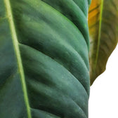 Nahaufnahme eines Blatts von Philodendron esmeraldense vor weißem Hintergrund.