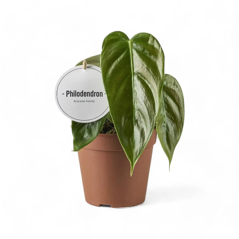 Philodendron esmeraldense potted plant in nursery pot on white background.