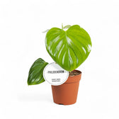 Philodendron eximium potted plant in nursery pot on white background.
