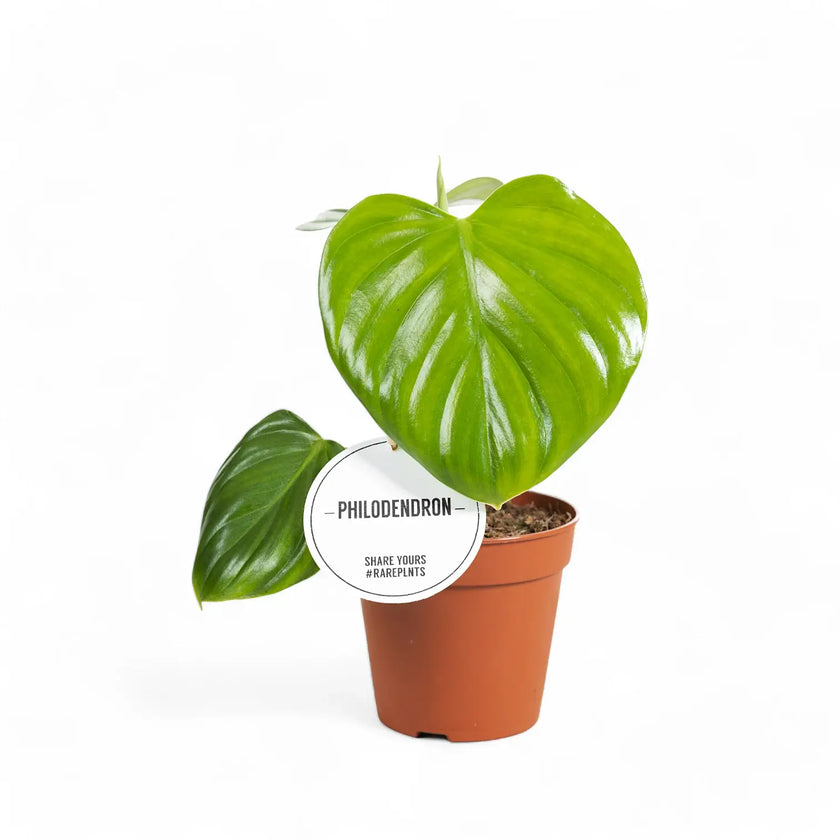 Philodendron eximium potted plant in nursery pot on white background.