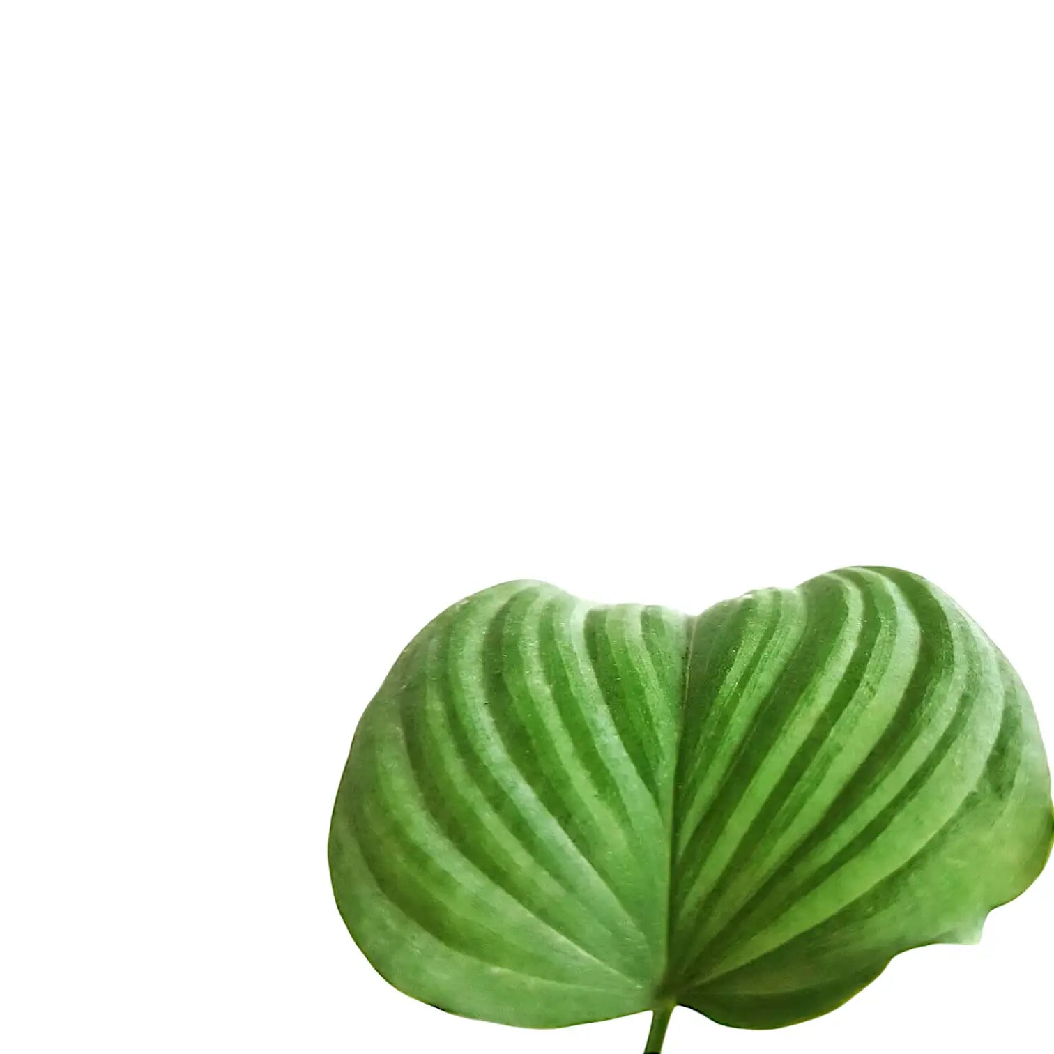 Nahaufnahme eines Blatts von Philodendron fibraecataphyllum vor weißem Hintergrund.