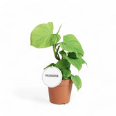 Philodendron fibraecataphyllum – Topfpflanze im Kulturtopf vor weißem Hintergrund, Produktfoto 2.