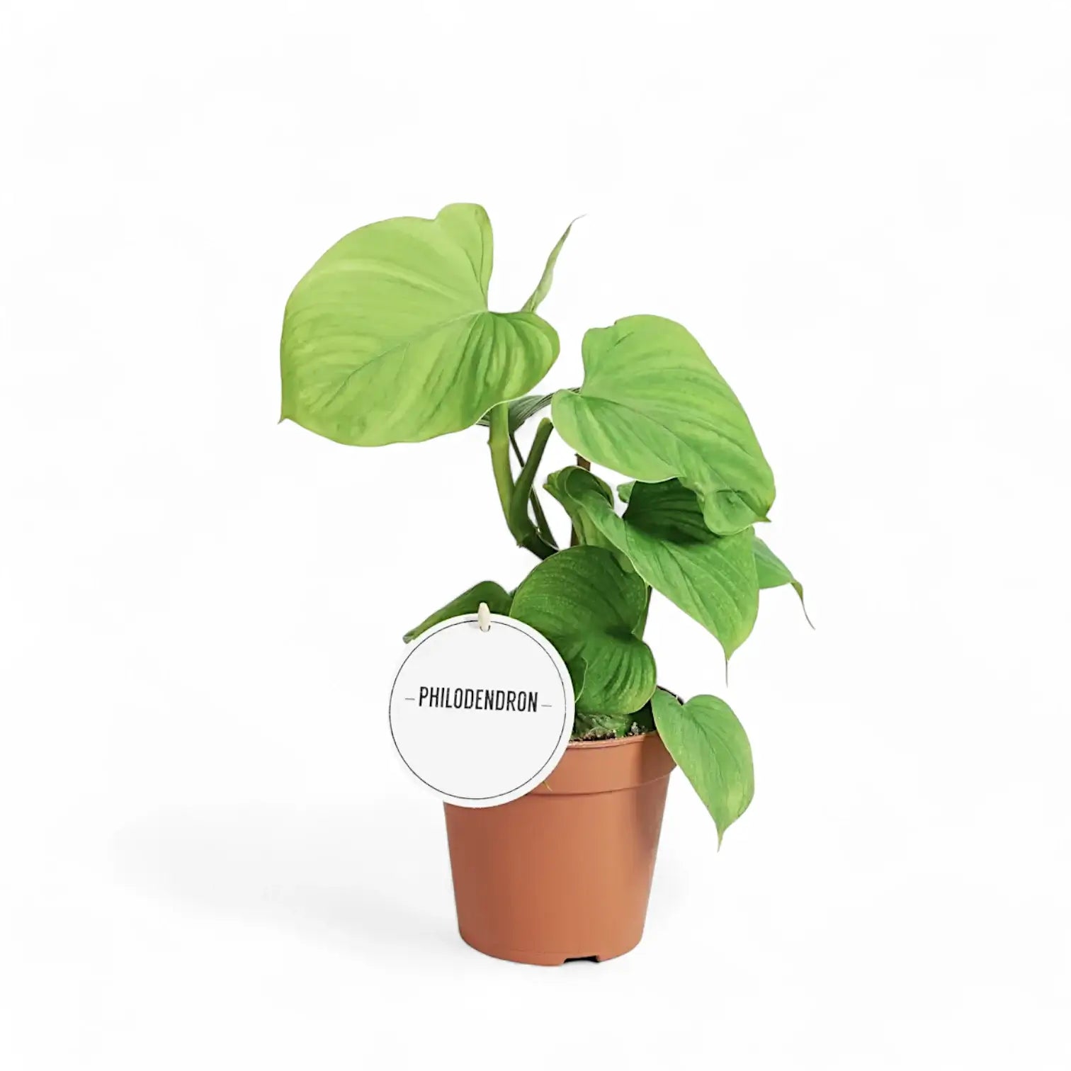 Philodendron fibraecataphyllum – Topfpflanze im Kulturtopf vor weißem Hintergrund, Produktfoto 2.