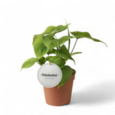 Philodendron fibraecataphyllum – Topfpflanze im Kulturtopf vor weißem Hintergrund, Produktfoto 3.
