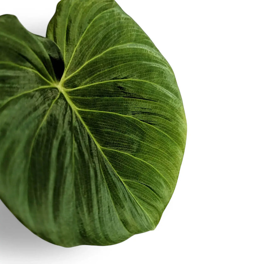 Philodendron fibrosum aff close-up of leaf on white background.