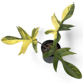 Philodendron 'Florida Beauty' ('Magic Mask') potted plant in nursery pot on white background.