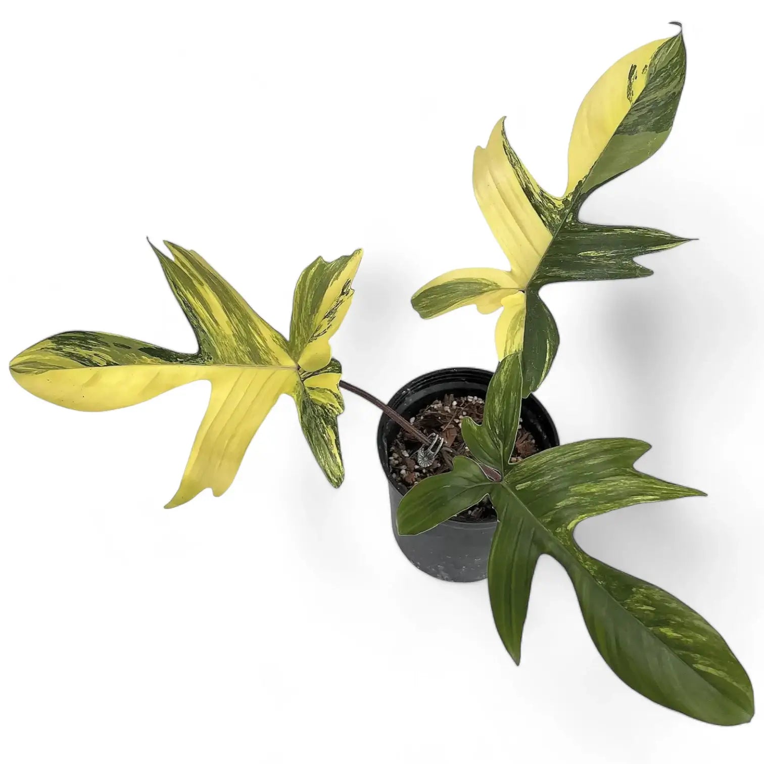 Philodendron 'Florida Beauty' ('Magic Mask') potted plant in nursery pot on white background.