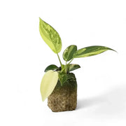 Philodendron 'Florida Beauty' ('Magic Mask') – Zimmerpflanze im Kulturtopf auf weißem Hintergrund, Produktfoto 2.