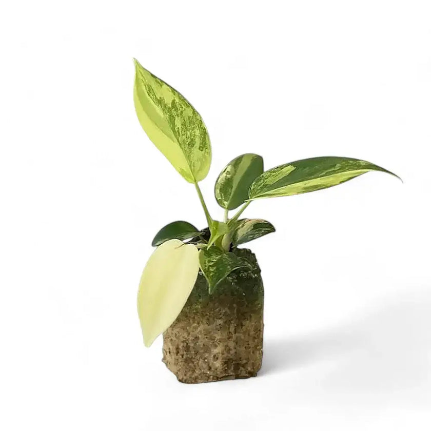 Philodendron 'Florida Beauty' ('Magic Mask') – Zimmerpflanze im Kulturtopf auf weißem Hintergrund, Produktfoto 2.