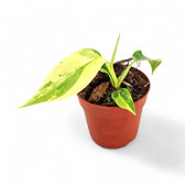 Philodendron 'Florida Beauty' ('Magic Mask') potted plant in nursery pot on white background.