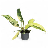 Philodendron 'Florida Beauty' ('Magic Mask') potted plant in nursery pot on white background.