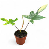 Philodendron 'Florida Beauty' ('Magic Mask') potted plant in nursery pot on white background.