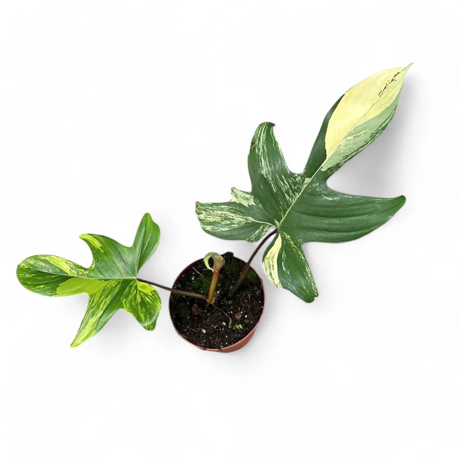 Philodendron 'Florida Beauty' ('Magic Mask') potted plant in nursery pot on white background.