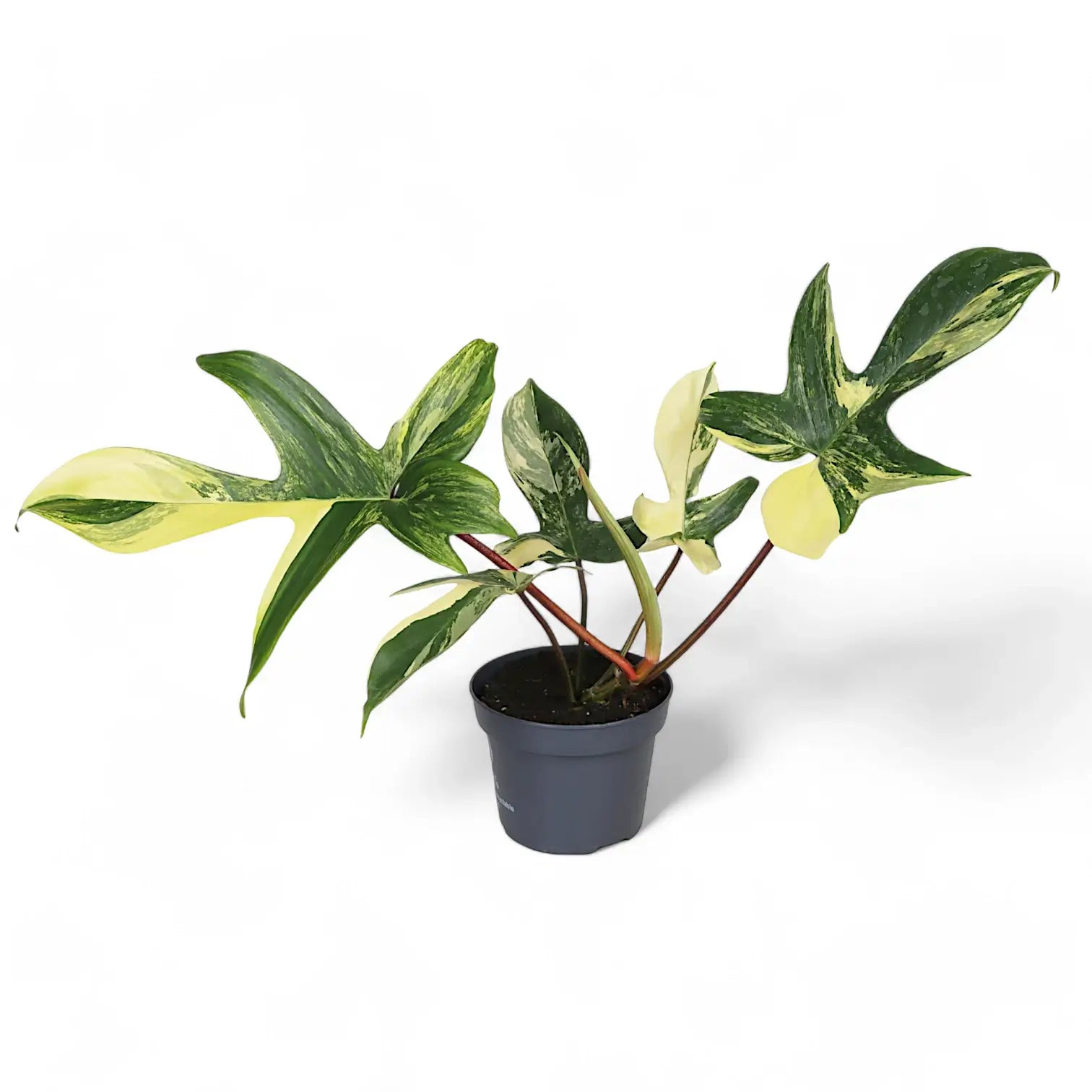 Philodendron 'Florida Beauty' ('Magic Mask') potted plant in nursery pot on white background.
