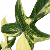 Nahaufnahme der Blätter von Philodendron 'Florida Beauty'.