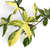 Nahaufnahme der Blätter von Philodendron 'Florida Beauty'.