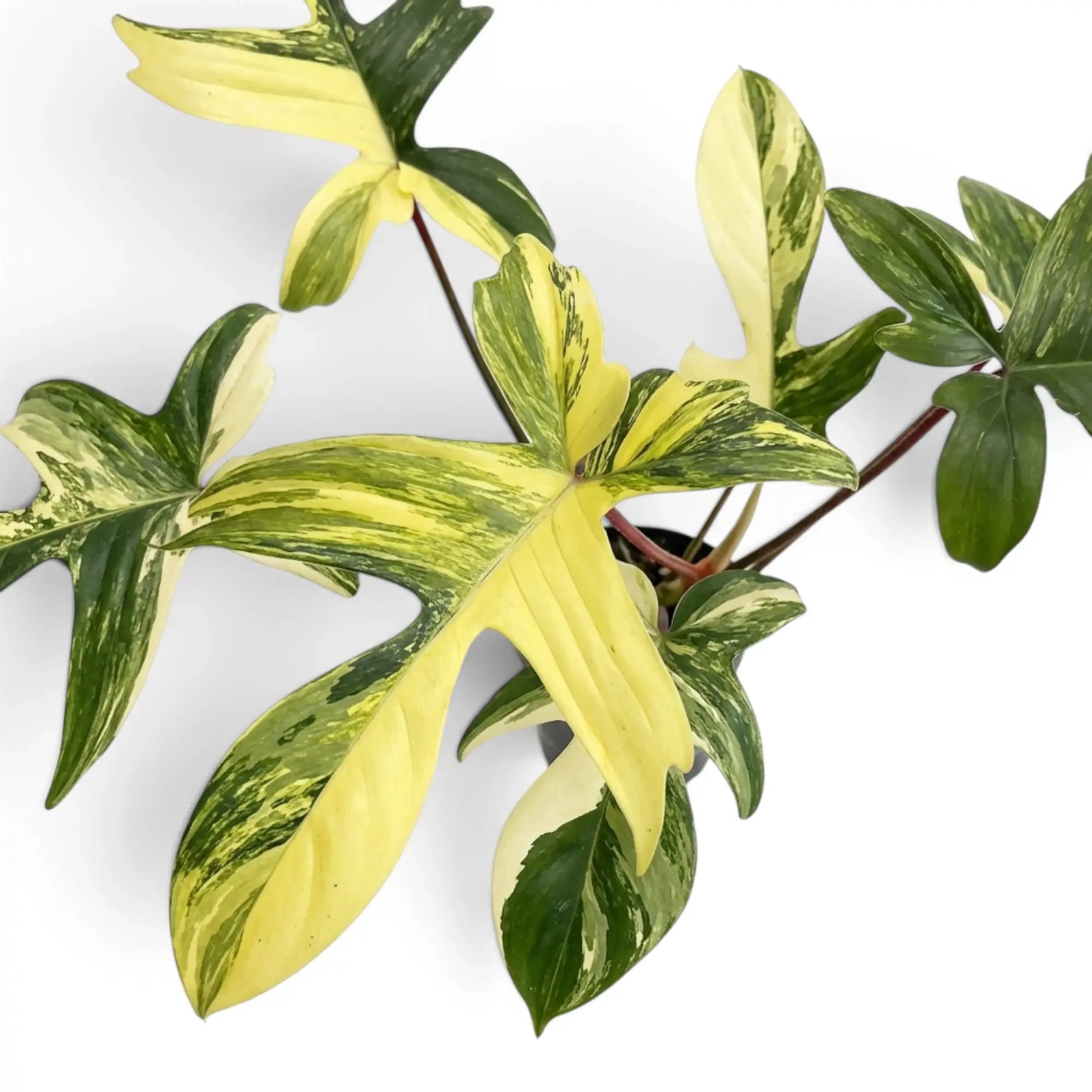 Nahaufnahme der Blätter von Philodendron 'Florida Beauty'.