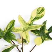 Nahaufnahme der Blätter von Philodendron 'Florida Beauty'.