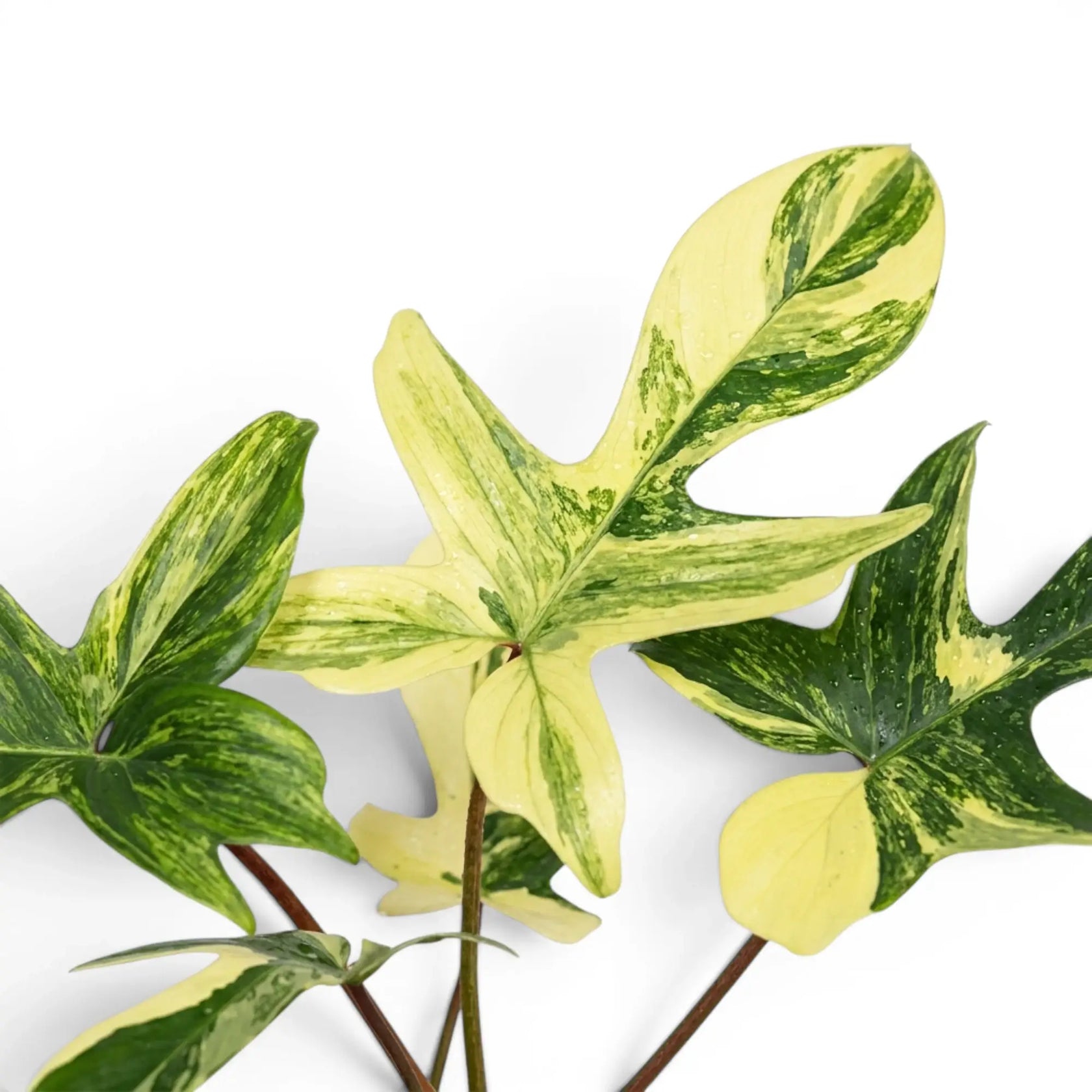 Nahaufnahme der Blätter von Philodendron 'Florida Beauty'.