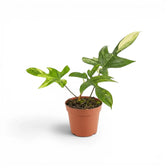Philodendron 'Florida Beauty' im Kulturtopf.