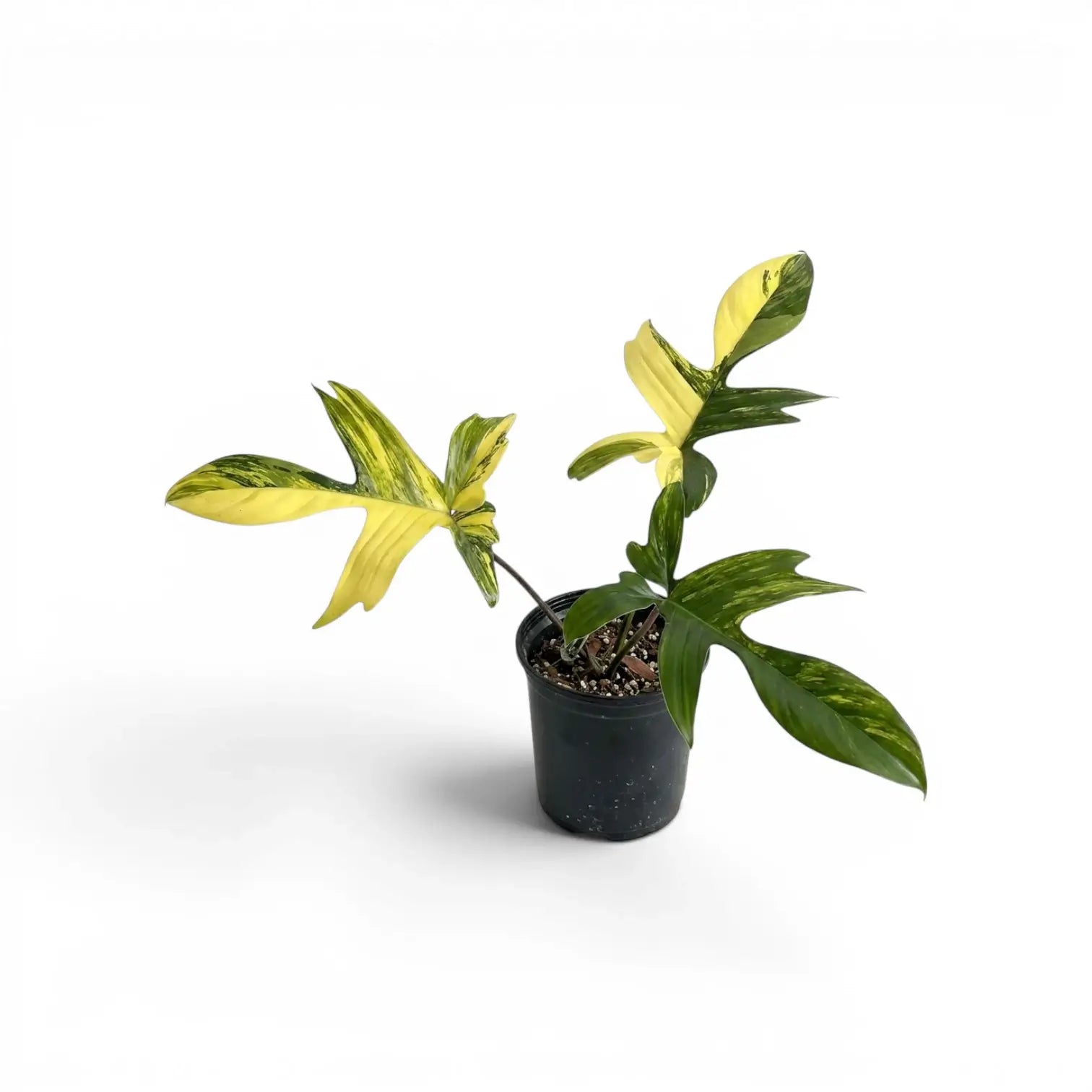 Philodendron 'Florida Beauty' im Kulturtopf.