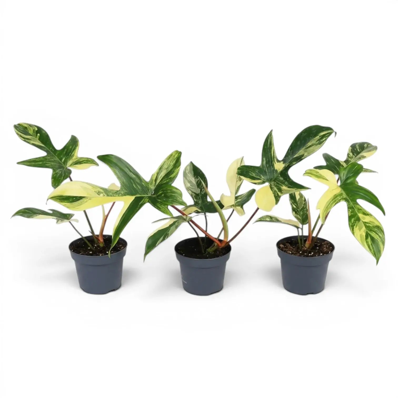 Philodendron 'Florida Beauty' im Kulturtopf.