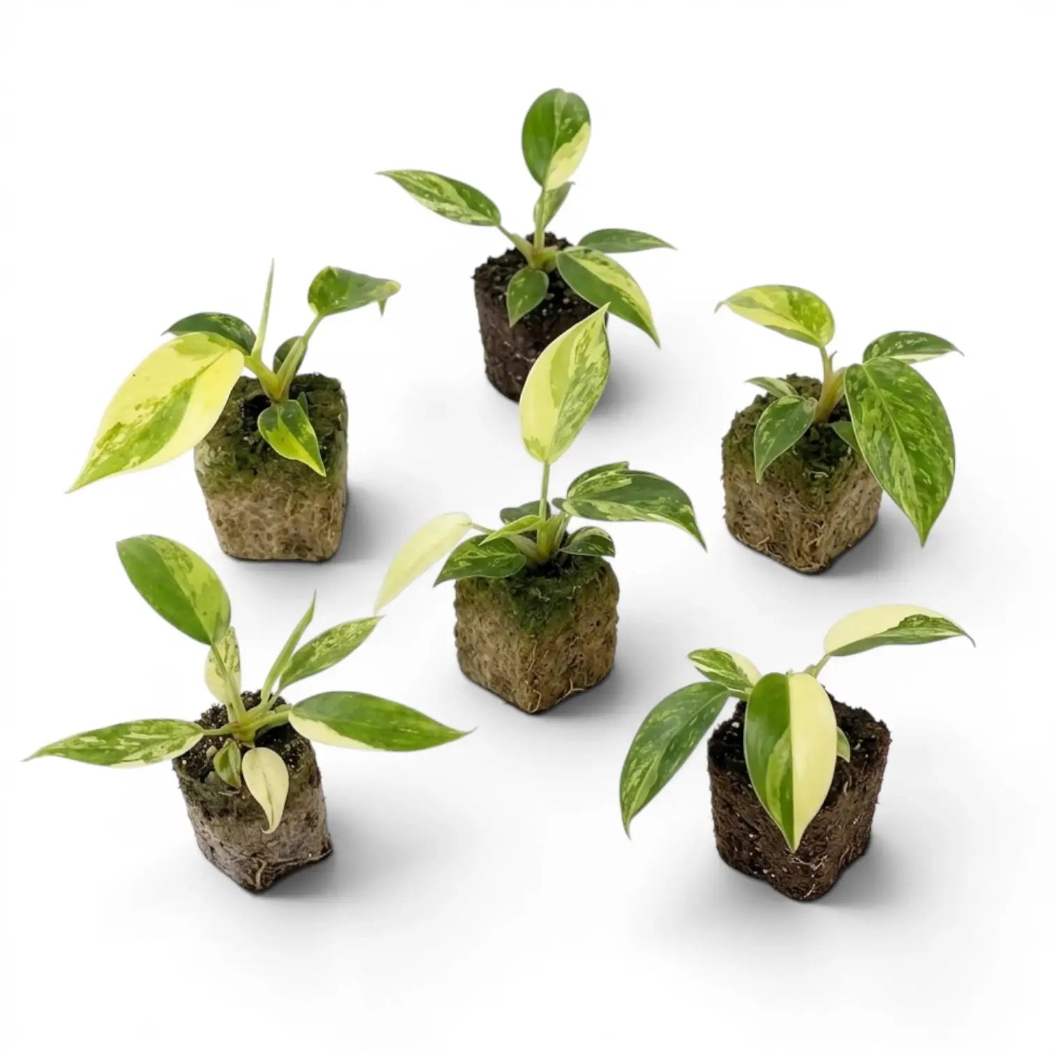 Philodendron 'Florida Beauty' als Plug-Pflanze im Kulturtopf.