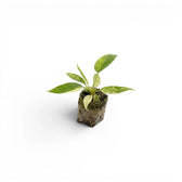 Philodendron 'Florida Beauty' als Plug-Pflanze im Kulturtopf.