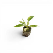 Philodendron 'Florida Beauty' als Plug-Pflanze im Kulturtopf.