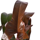 Nahaufnahme eines Blatts von Philodendron 'Florida bronze' vor weißem Hintergrund.