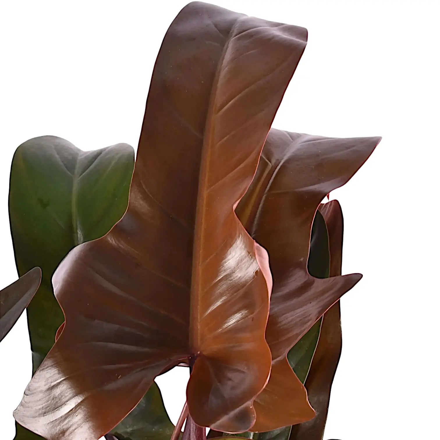 Nahaufnahme eines Blatts von Philodendron 'Florida bronze' vor weißem Hintergrund.