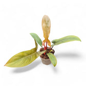Philodendron 'Florida bronze' – Zimmerpflanze im Kulturtopf auf weißem Hintergrund, Produktfoto 7.