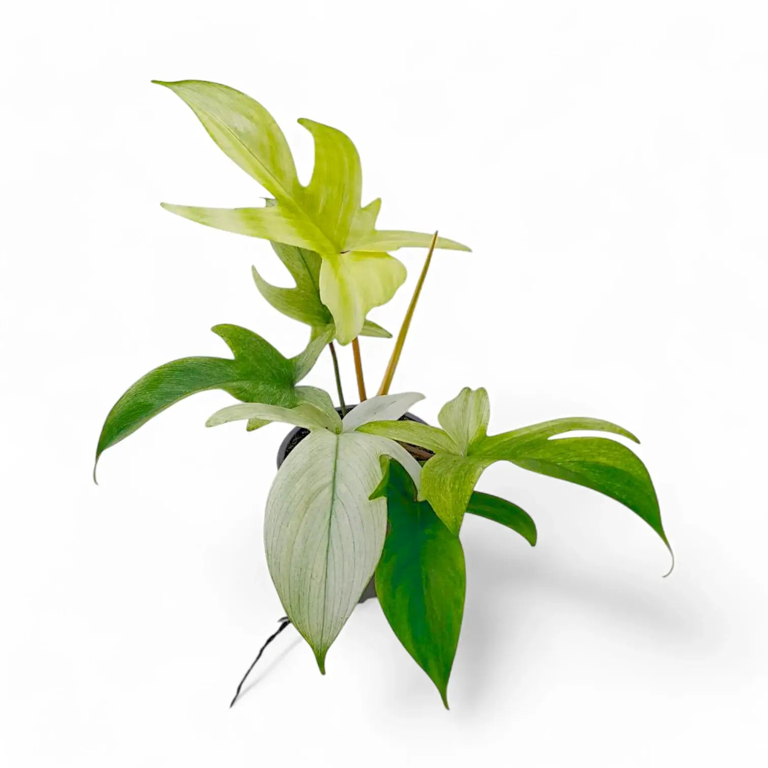 Philodendron 'Florida Ghost' – Zimmerpflanze im Kulturtopf auf weißem Hintergrund, Produktfoto 4.