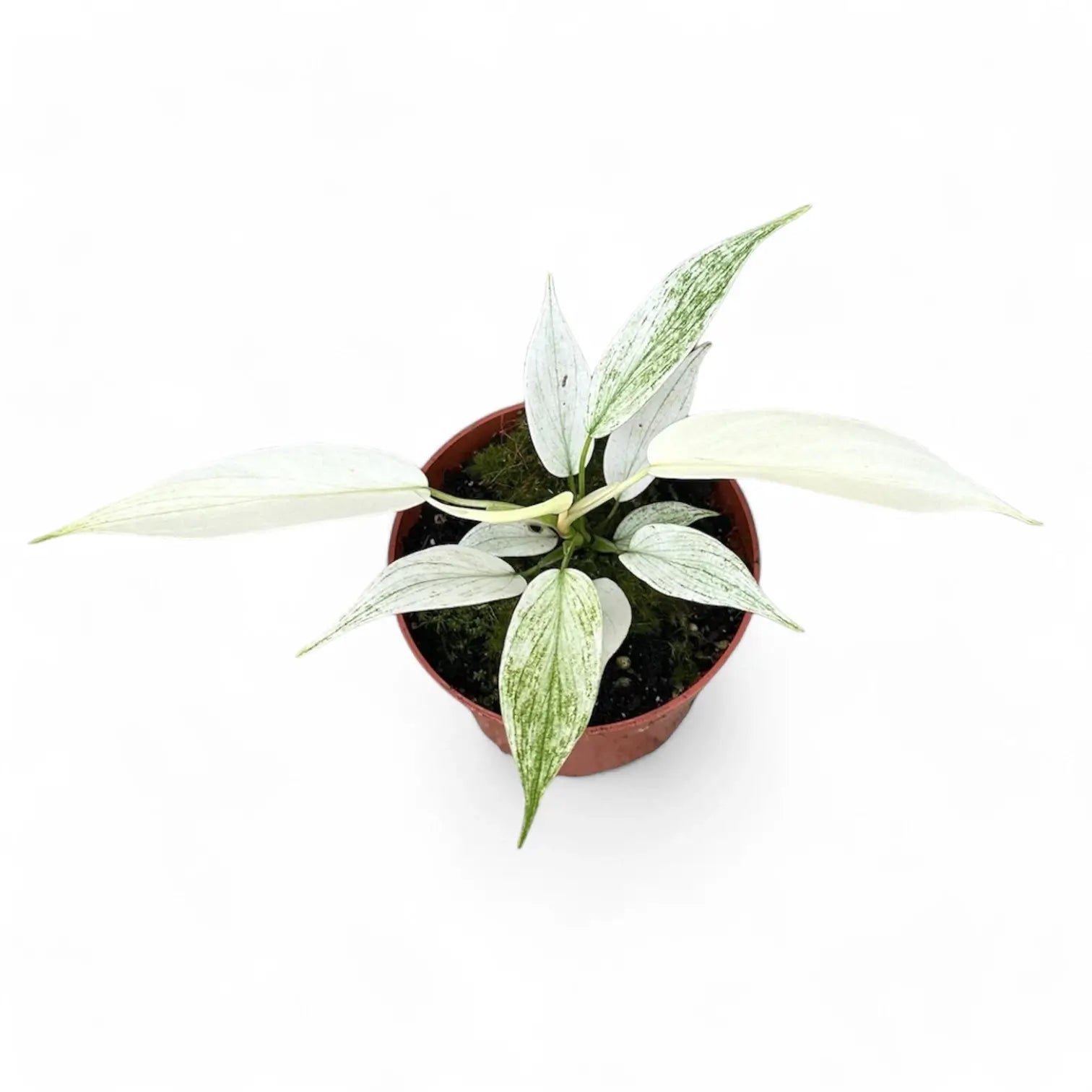 Philodendron 'Florida Ghost' – Zimmerpflanze im Kulturtopf auf weißem Hintergrund, Produktfoto 7.