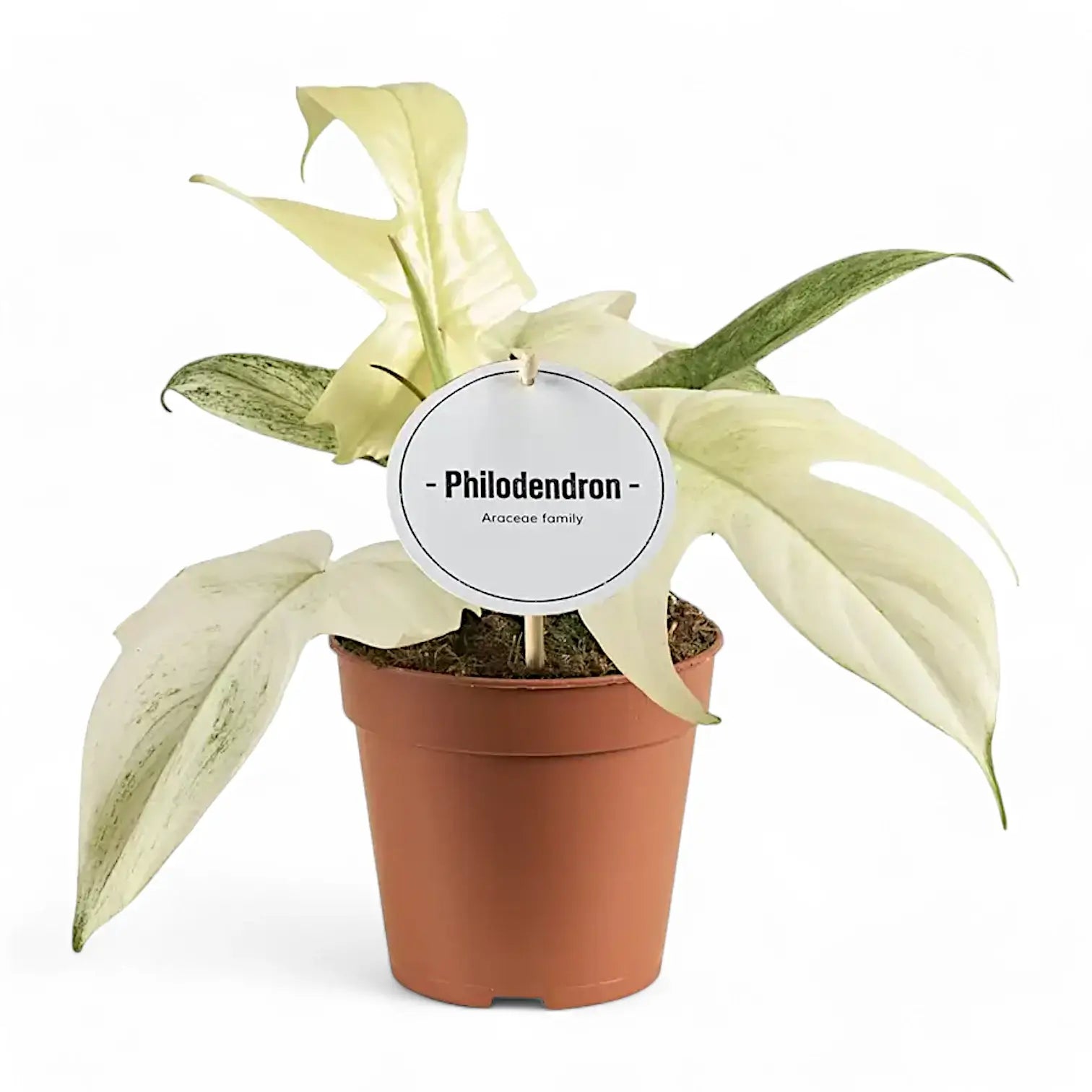 Philodendron 'Florida Ghost' – Zimmerpflanze im Kulturtopf auf weißem Hintergrund, Produktfoto 9.