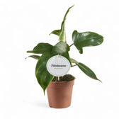Philodendron 'Florida Green' potted plant in nursery pot on white background.