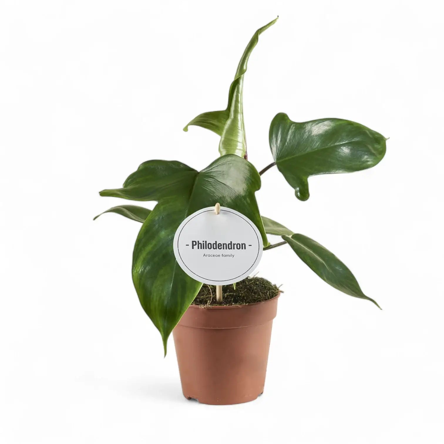 Philodendron 'Florida Green' potted plant in nursery pot on white background.