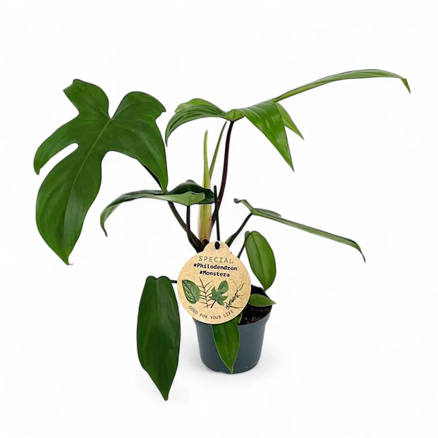 Philodendron 'Florida Green' potted plant in nursery pot on white background.