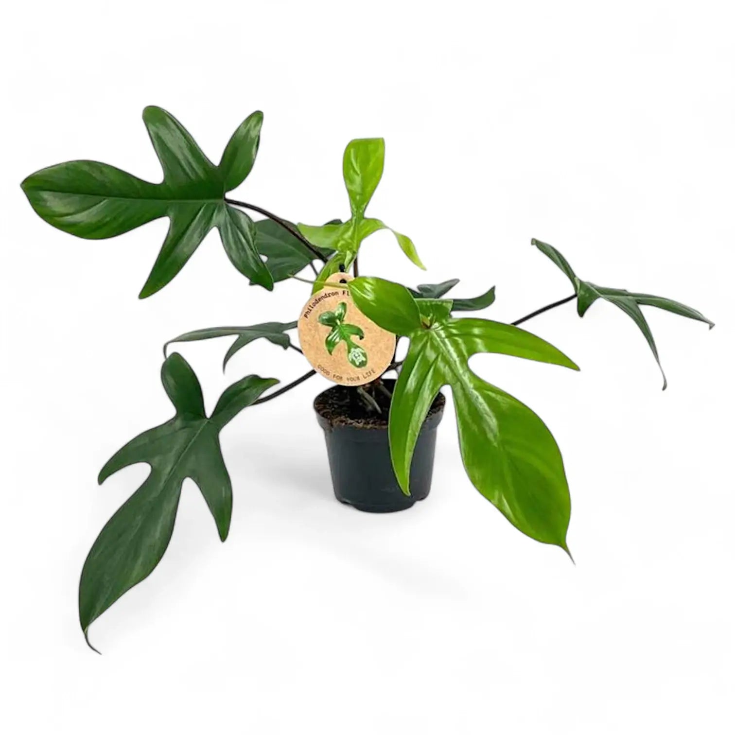 Philodendron 'Florida Green' potted plant in nursery pot on white background.